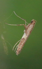 Caloptilia umbratella