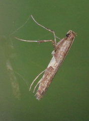 Caloptilia umbratella