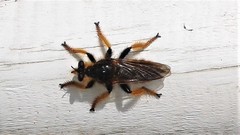 Pogonosoma maroccanum