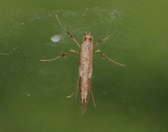 Caloptilia umbratella