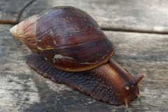 Lissachatina immaculata