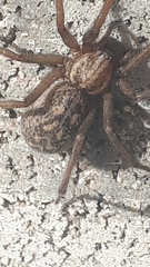 Agelenidae