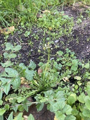 Capsella bursa-pastoris