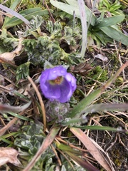 Nototriche phyllanthos