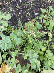 Capsella bursa-pastoris