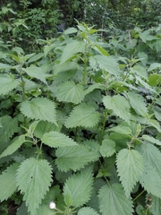 Urtica dioica
