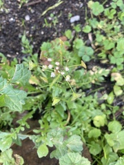 Capsella bursa-pastoris