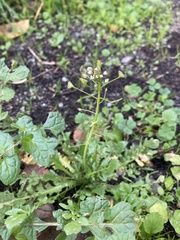 Capsella bursa-pastoris