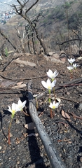 Zephyranthes sessilis