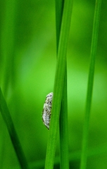 Allygidius atomarius