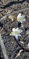 Zephyranthes sessilis