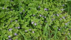 Glechoma hederacea