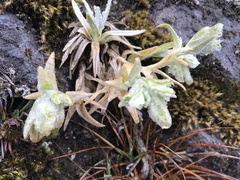 Cerastium mollissimum