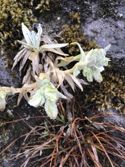 Cerastium mollissimum