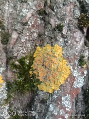 Xanthoria parietina