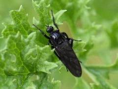 Empis ciliata