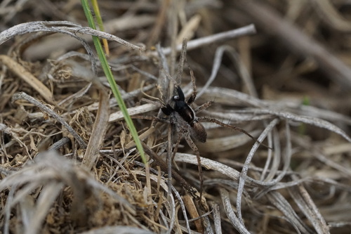 Pardosa saxatilis