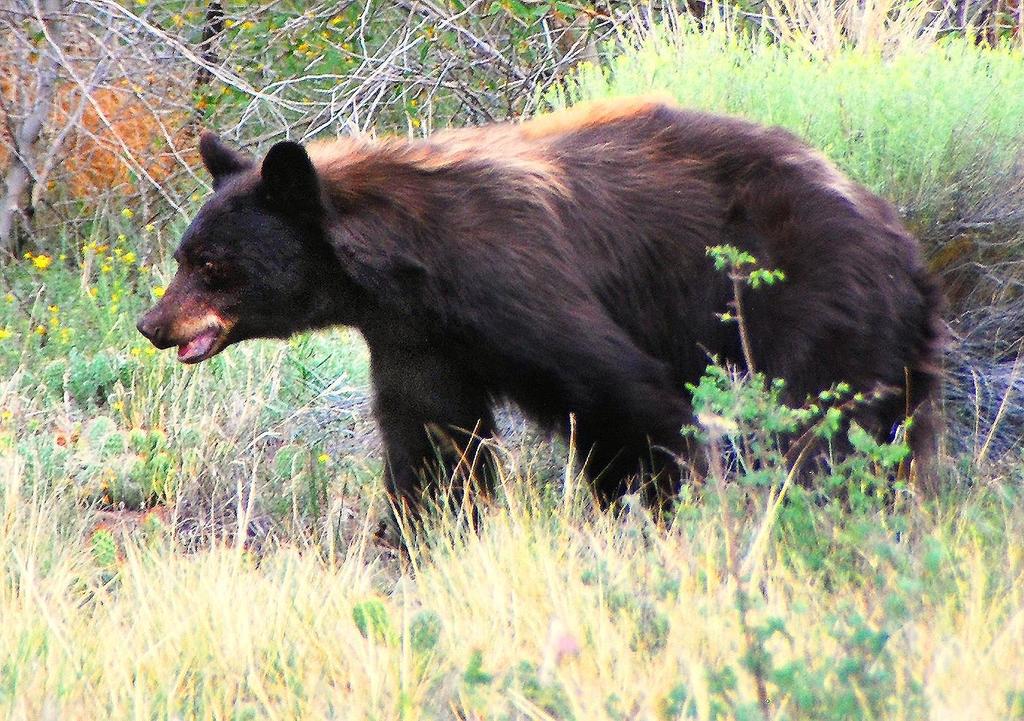 Cinnamon Bear