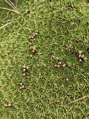 Azorella corymbosa