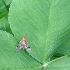 Chrysopilus nubecula