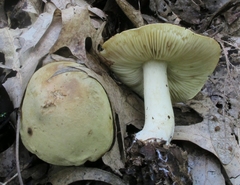 Tricholoma palustre