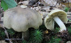 Tricholoma palustre