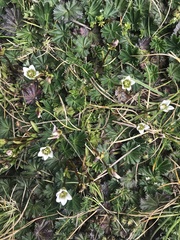 Gentianella limoselloides