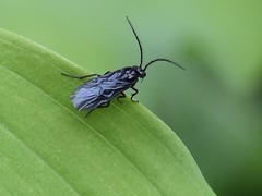 Phymatocera aterrima