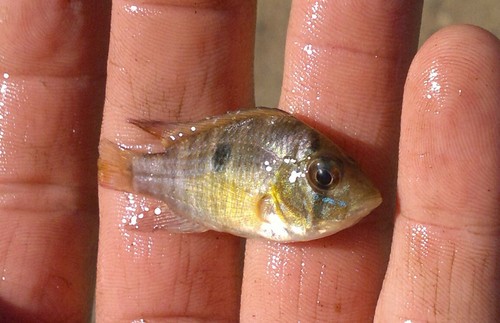 Sete Quedas-aardeter (Gymnogeophagus setequedas) — Cichlidae — 2