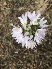 Allium roseum