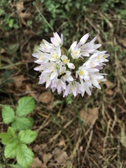 Allium roseum