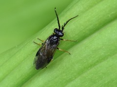 Cladius pectinicornis