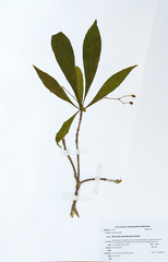 Rauvolfia mombasiana
