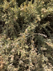 Extriplex californica