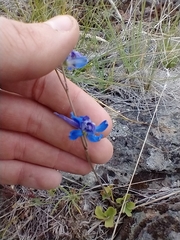 Delphinium depauperatum