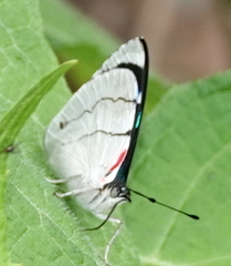 Perisama bomplandii parabomplandii