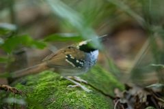 Myrmoderus loricatus