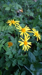 Tephroseris longifolia