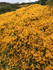 Ulex densus