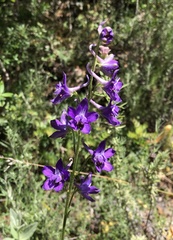 Delphinium pentagynum