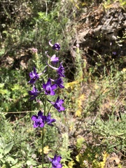 Delphinium pentagynum