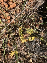Delphinium pentagynum
