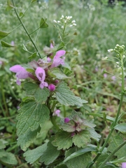 Lamium purpureum