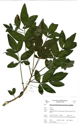 parsleytree