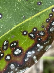 Mycosphaerella colorata