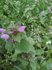 Lamium purpureum