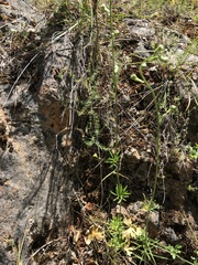Delphinium pentagynum