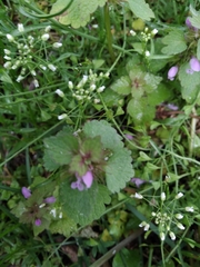 Lamium purpureum