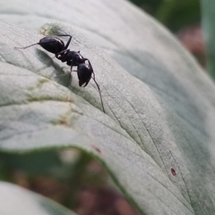 Camponotus vagus