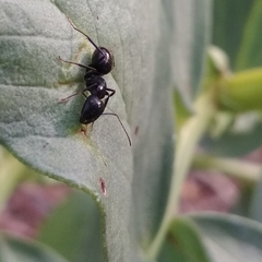 Camponotus vagus